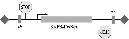 pB_vector_DsRed_SA_StopB_W-s.jpg
