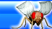DGRC - Drosophila Stocks at Drosophila Genetic Resource Center -