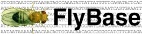 FlyBase search