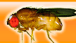 EHIME-Fly - Drosophila Stock of Ehime University (DSEU) -