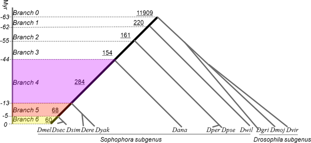 phylogenetic tree for young genes